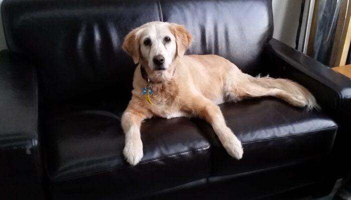 Honey (the dog) on the couch