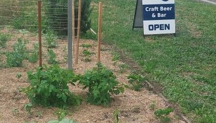 Cubby Haus vege patch
